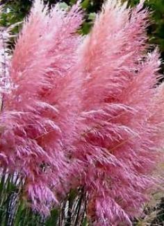 อ้อดอกสีชมพู -เมล็ดพันธุ์   PAMPAS GRASS - PINK 