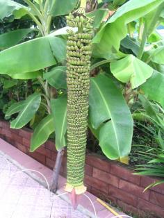 กล้วยร้อยหวี | อัญชัน seeds - สวนหลวง กรุงเทพมหานคร
