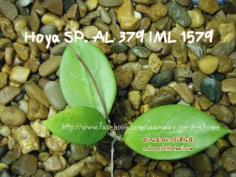 Hoya SP. AL 379 IML 1579