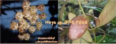 Hoya sp. GPS 7240