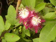 Red Passion Flower