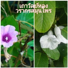 ต้นเถาวัลย์หลงตัวผู้-ตัวเมีย เถาหลง | วรากรสมุนไพร - เมืองนครราชสีมา นครราชสีมา