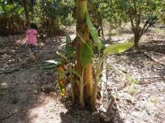 กล้วยน้ำหว้า | สวนปราณีพันธุ์ไม้ - เมืองปราจีนบุรี ปราจีนบุรี