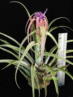 Tillandsia capitata 'peach' | SSairplants - บ้านฝาง ขอนแก่น