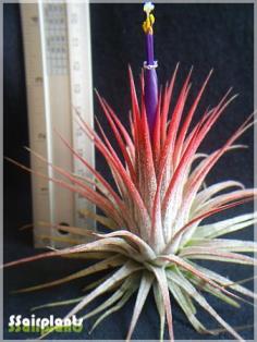 Tillandsia ionantha var. stricta