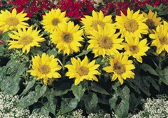 ทานตะวัน พาชิโน (ต้นเตี้ย) Pacino Sunflower  -เมล็ดพันธุ์