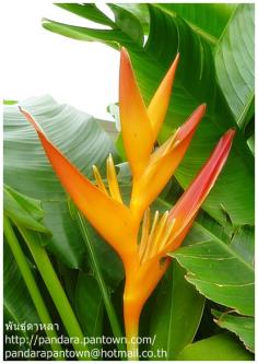 Heliconia psittacorum x spathocircinata 