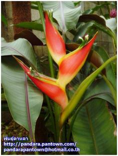 Heliconia stricta 'Sharonii'