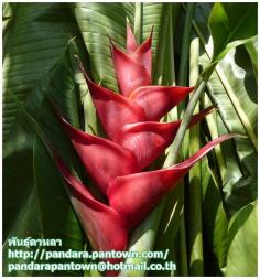 Heliconia caribaea cv. Purpurea