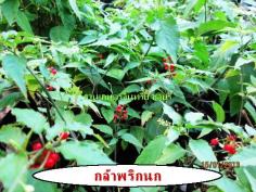 กล้าพริกนก >>>>>>>>10 บาท | สวนเกษตรอินทรีย์ - พนัสนิคม ชลบุรี