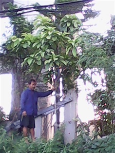 (ปลูกฟรี!) ต้นจิกหรือต้นจิกมุจลินท์  | สวนไม้ไทย - บางบัวทอง นนทบุรี