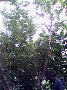 (ปลูกฟรี!) ต้นชงโคหรือชงโคฮอลแลนด์ | สวนไม้ไทย - บางบัวทอง นนทบุรี