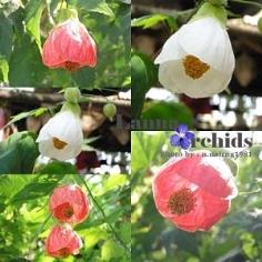 ชบาโคม (Abutilon)