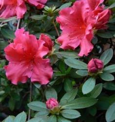 กุหลาบพันปี (Azalea)