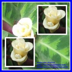 Calathea warscewiczii 