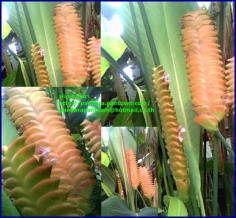 Calathea Crotalifera Orange