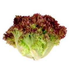 เมล็ดผักRed leaf lettuce ถุงละ 300 เมล็ด