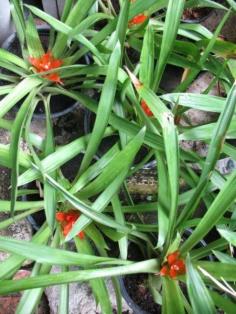  สับปะรดสี guzmania | เพชรชมภู - ราชเทวี กรุงเทพมหานคร