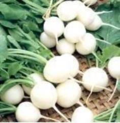 เมล็ดหัวไช้เท้า Hailstone White Globe | Baipak -  กรุงเทพมหานคร