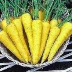 เมล็ดพันธุ์ Solar Yellow Carrot