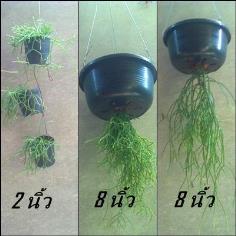 ลิปสลิสหางกระรอก ไข่มุกขาว(ไม้แขวน) | Poa Bonsai - วัฒนา กรุงเทพมหานคร