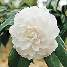  คาเมลเลีย(Camellia) พันธุ์Alba Plena (สีขาว)