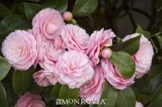 คาเมลเลีย (Camellia) พันธุ์ Pearl Maxwell 