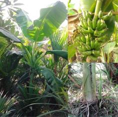 กล้วยน้ำนมเชียงใหม่ | สวนลุงทด - หนองเสือ ปทุมธานี