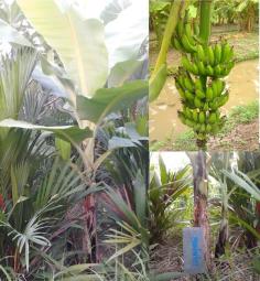 กล้วยหอมอัฟริกา