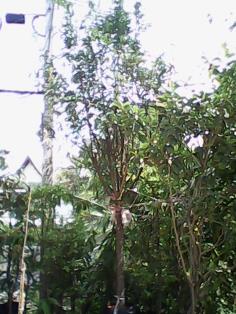 (ปลูกฟรี!) ต้นลำดวนฟอร์มสวย | สวนไม้ไทย - บางบัวทอง นนทบุรี