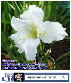 Louisiana Iris white