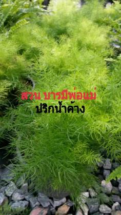 ปริกน้ำค้าง