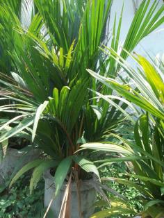 หมากแดง (Sealing wax palm) | ไม้งามบ้านนา - วชิรบารมี พิจิตร