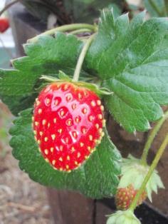 เมล็ดสตรอเบอรี่ (strawberry temptation) | บ้านสตรอเบอรี่ - เทิง เชียงราย