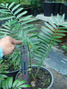 Encephalartos pterogonus 