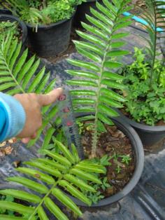 Encephalartos transvenosus "modjadji"