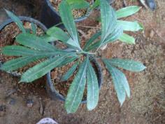 Cycas multipinata