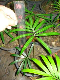 Cycas diannanensis