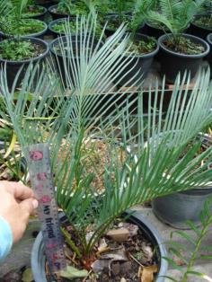 Cycas couttsiana