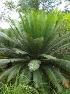 Cycas elephantipes