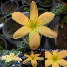 Zephyranthes apicot queen /คละสี