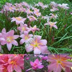 Zephyranthes Grandiflora /คละสี