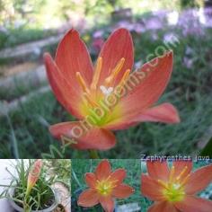 Zephyranthes java คละสี