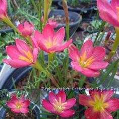 Zephyranthes Katherinae Jacala Red คละสี