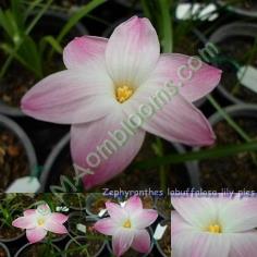 Zephyranthes labuffalosa lily pies คละสี
