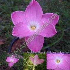 Zephyranthes Labuffarosa Panther /คละสี