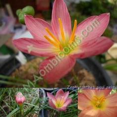 Zephyranthes paul neimi คละสี