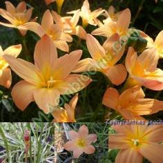 Zephyranthes peach คละสี