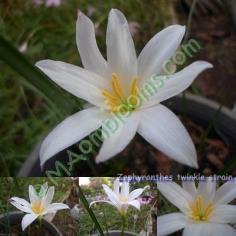 Zephyranthes twinkle strain คละสี