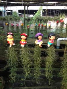 เคราฤาษี ตุ๊กตาดินเผา | @Smile Garden - บางบอน กรุงเทพมหานคร